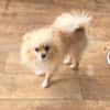 Pomeranien Banu sucht Körbchen