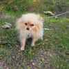 Pomeranien Banu sucht Körbchen