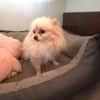 Pomeranien Banu sucht Körbchen