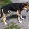 Hundeopi SPIKE