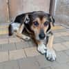 Hundeopi SPIKE