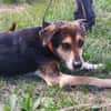 Hundeopi SPIKE