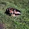 Hundeopi SPIKE