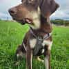 Bruno ein entspannter Junghund