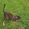 Bruno ein entspannter Junghund