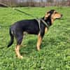Familien Hund Topcho sucht ein Zuhause