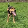 Familien Hund Topcho sucht ein Zuhause