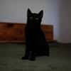 Katzenkind AMAYA sucht ihr Zuhause!