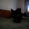 Katzenkind AMAYA sucht ihr Zuhause!