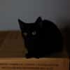 Katzenkind AMAYA sucht ihr Zuhause!