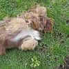 Heidi - kl.Hund mit grossem Herz