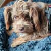 Heidi - kl.Hund mit grossem Herz