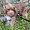 Heidi - kl.Hund mit grossem Herz