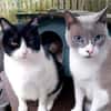 Leo & Vito suchen zusammen