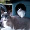 Leo & Vito suchen zusammen