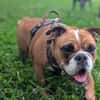 Betty sucht tolles zu Hause