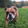 Betty sucht tolles zu Hause