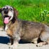 Pivi, blinder, fitter Senior