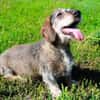 Pivi, blinder, fitter Senior