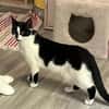 Patty sucht ein liebevolles Zuhause
