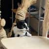 Patty sucht ein liebevolles Zuhause