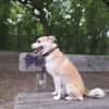 Timmy jetzt Albu 48 cm (Pflegestelle)