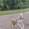 Timmy jetzt Albu 48 cm (Pflegestelle)