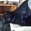 Bella8 sucht ein Zuhause