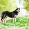 Frohnatur Lina sucht ihre Familie