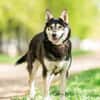 Frohnatur Lina sucht ihre Familie