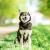 Frohnatur Lina sucht ihre Familie