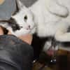 Tabea - sucht Zuhause voller Kuschelzeit