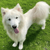 Samson