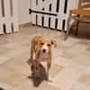 ZÉLIE, chiot femelle Berger Créole