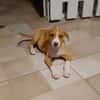 ZÉLIE, chiot femelle Berger Créole