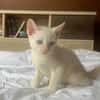 AÏBLUE, chat mâle de type européen