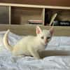 AÏBLUE, chat mâle de type européen
