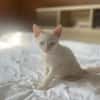 AÏBLUE, chat mâle de type européen