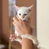 AÏBLUE, chat mâle de type européen