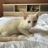 AÏBLUE, chat mâle de type européen