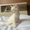 AÏBLUE, chat mâle de type européen