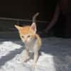 JASPE, chaton mâle, type européen