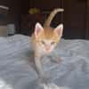 JASPE, chaton mâle, type européen