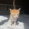 JASPE, chaton mâle, type européen