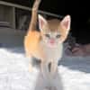 JASPE, chaton mâle, type européen