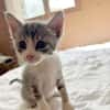 LUNOR Chaton Mâle, type européen