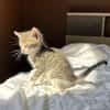 LUNOR Chaton Mâle, type européen