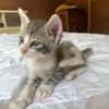 LUNOR Chaton Mâle, type européen