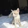 LUNOR Chaton Mâle, type européen