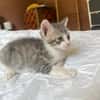 LUNOR Chaton Mâle, type européen